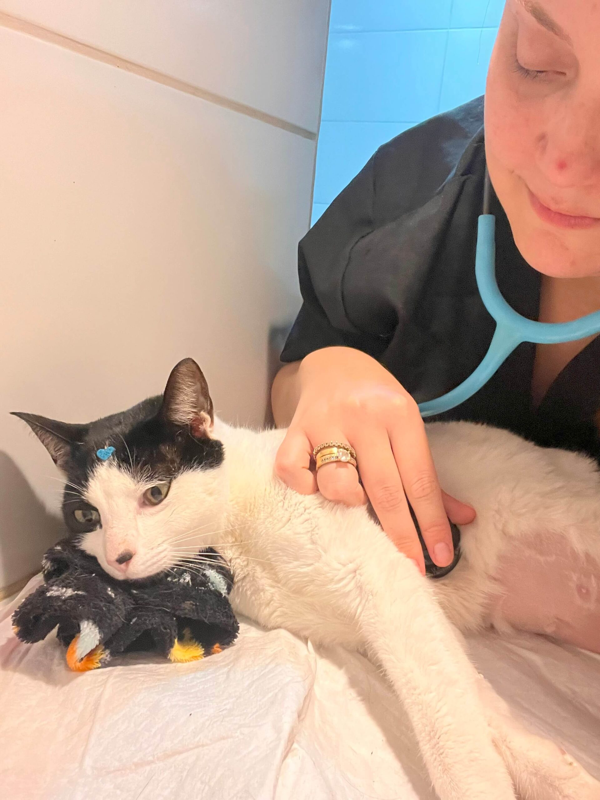 leticia-coltro-medica-veterinaria-domicilio (16)